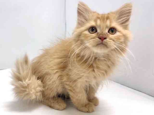 奈良県のサイベリアン (ひごペットフレンドリー奈良パワーシティ店/2025年7月6日生まれ/男の子/レッドタビー)の子猫の2枚目の画像