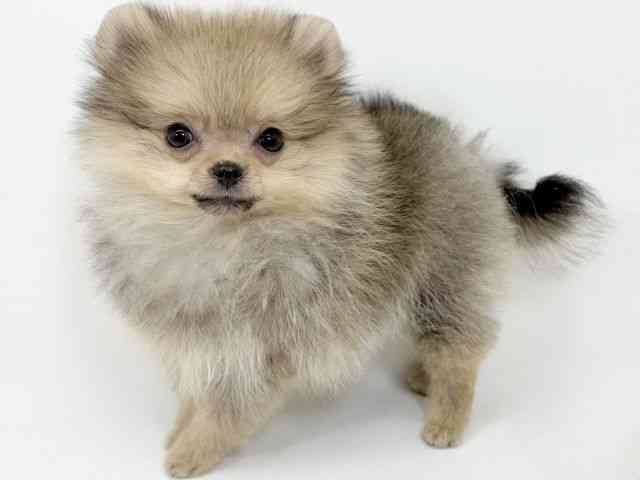 京都府のポメラニアン (ひごペットフレンドリーイズミヤショッピングセンター八幡店/2025年7月23日生まれ/男の子/クリームセーブル)の子犬の2枚目の画像