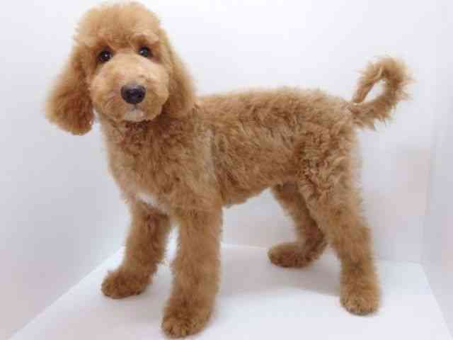 大阪府のスタンダードプードル (ひごペットフレンドリーいこらもーる泉佐野店/2025年7月21日生まれ/男の子/アプリコット)の子犬の2枚目の画像