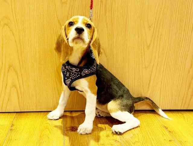 兵庫県のビーグル (ひごペットフレンドリーコロワ甲子園店/2025年7月23日生まれ/女の子/ブラックタンホワイト)の子犬の2枚目の画像