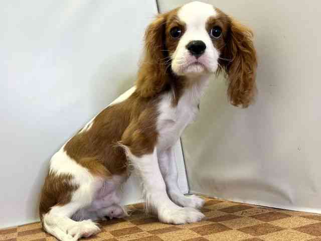 愛媛県のキャバリアキングチャールズスパニエル (ひごペットフレンドリーエミフルMASAKI店/2025年7月22日生まれ/男の子/ブレンハイム)の子犬の2枚目の画像