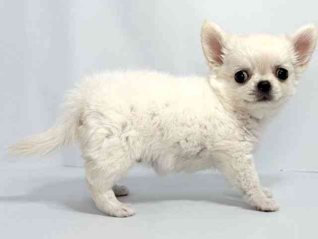 大阪府のチワワ(ロング) (ひごペットフレンドリーイオンそよら海老江店/2025年7月23日生まれ/女の子/クリーム)の子犬の2枚目の画像