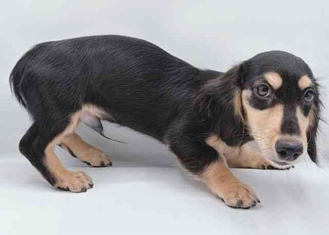 島根県のミニチュアダックスフンド(ロング) (ひごペットフレンドリーイオン松江ショッピングセンター店/2025年7月21日生まれ/男の子/ブラックタン)の子犬の2枚目の画像