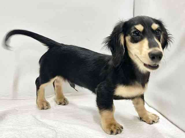 高知県のミニチュアダックスフンド(ロング) (ひごペットフレンドリーイオンモール高知店/2025年7月21日生まれ/男の子/ブラックタン)の子犬の2枚目の画像