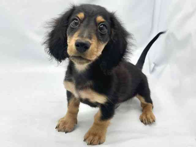 大阪府のミニチュアダックスフンド(ロング) (ひごペットフレンドリーイトーヨーカドー津久野店/2025年7月22日生まれ/男の子/ブラックタン)の子犬の2枚目の画像