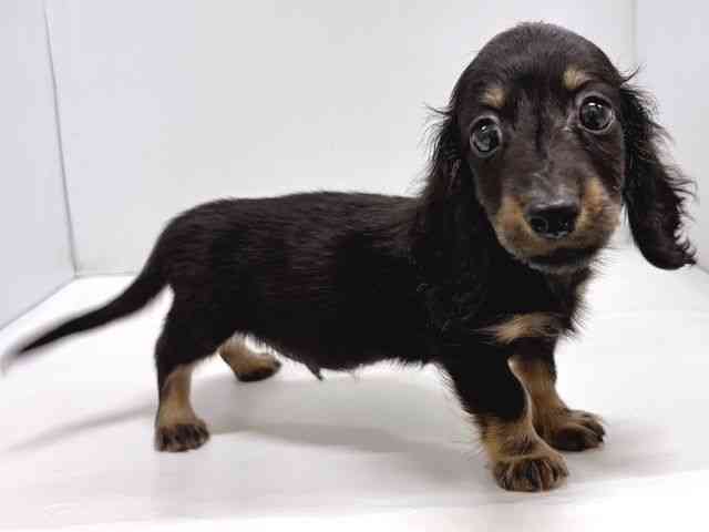 奈良県のミニチュアダックスフンド(ロング) (ひごペットフレンドリー奈良パワーシティ店/2025年7月22日生まれ/男の子/ブラックタン)の子犬の2枚目の画像