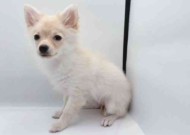 島根県のポメチワ/チワポメ/ポメチー(ポメラニアン×チワワ) (ひごペットフレンドリーイオン松江ショッピングセンター店/2025年7月21日生まれ/女の子/クリーム)の子犬の2枚目の画像