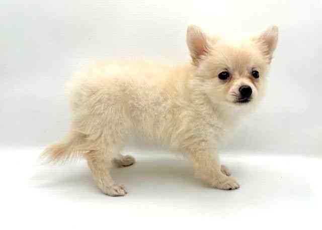 島根県のハーフ犬・ミックス犬 (ひごペットフレンドリーイオン松江ショッピングセンター店/2025年7月21日生まれ/女の子/クリーム)の子犬の2枚目の画像