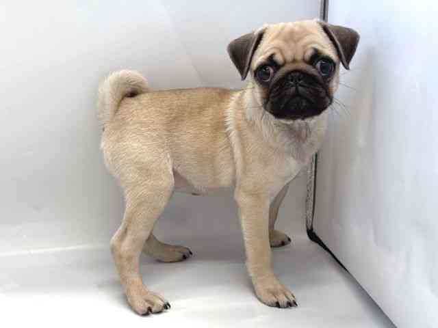 京都府のパグ (ひごペットフレンドリー京都店/2025年7月23日生まれ/女の子/フォーン)の子犬の2枚目の画像