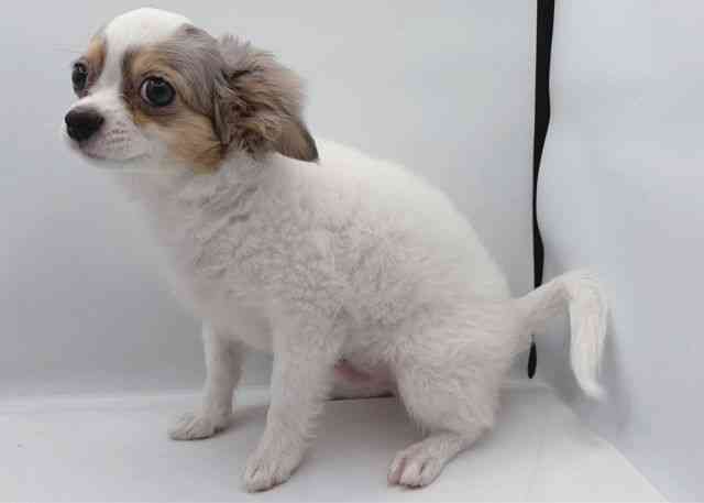 島根県のチワワ(ロング) (ひごペットフレンドリーイオン松江ショッピングセンター店/2025年7月24日生まれ/男の子/ブルーマールホワイト)の子犬の2枚目の画像