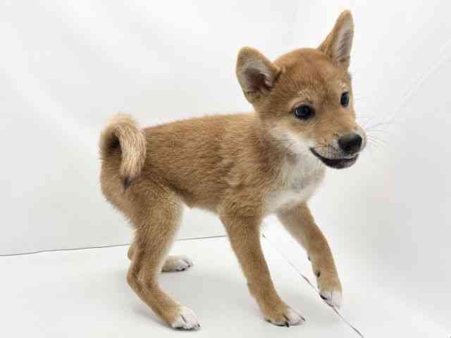 兵庫県の柴犬(標準サイズ) (ひごペットフレンドリークラウンパーク伊丹店/2025年7月24日生まれ/女の子/赤)の子犬の2枚目の画像