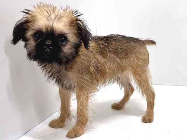 奈良県のブリュッセルグリフォン (ひごペットフレンドリー奈良パワーシティ店/2025年7月26日生まれ/男の子/レッド)の子犬の2枚目の画像