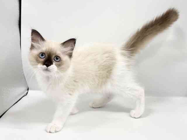 大阪府のラグドール (ひごペットフレンドリーイオンタウン豊中庄内店/2025年7月25日生まれ/女の子/シールポイントバイカラー)の子猫の2枚目の画像