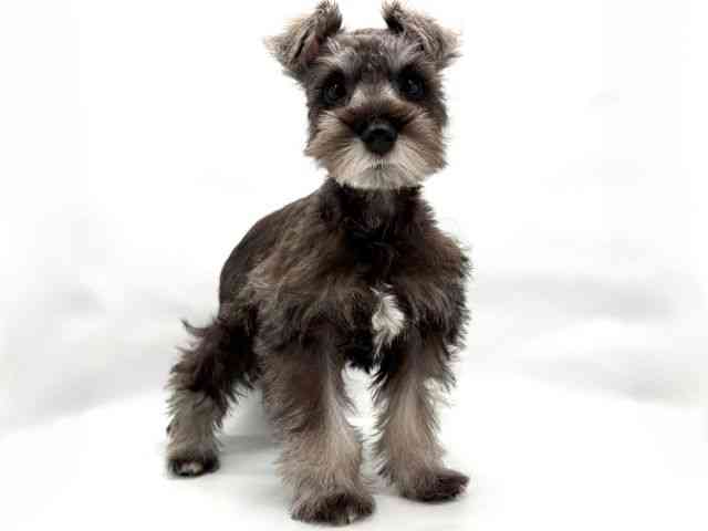 大阪府のミニチュアシュナウザー (ひごペットフレンドリー東淀川店/2025年7月27日生まれ/女の子/ソルトペッパー)の子犬の2枚目の画像