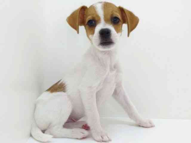 大阪府のジャックラッセルテリア (ひごペットフレンドリーいこらもーる泉佐野店/2025年7月27日生まれ/男の子/ホワイトタン)の子犬の2枚目の画像