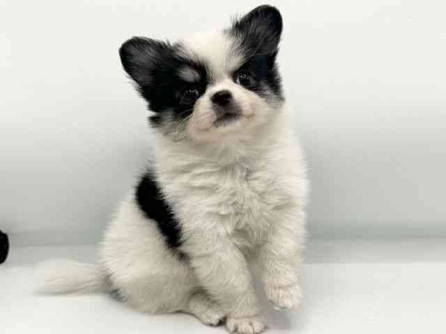 大阪府のポメチワ/チワポメ/ポメチー(ポメラニアン×チワワ) (ひごペットフレンドリーららぽーとEXPOCITY店/2025年7月25日生まれ/男の子/パーティーカラー)の子犬の2枚目の画像