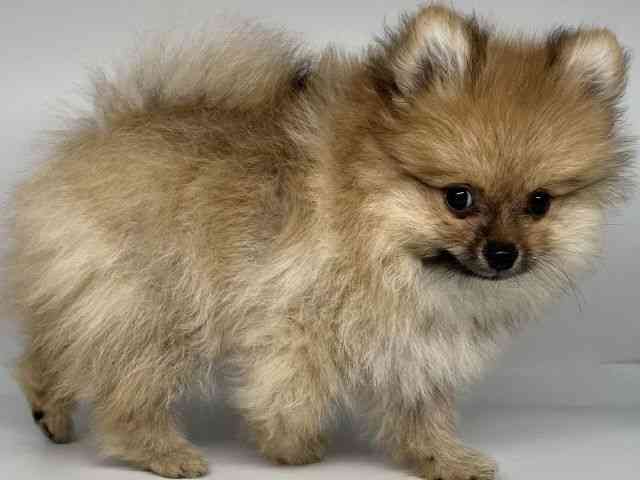 徳島県のポメラニアン (ひごペットフレンドリーゆめタウン徳島店/2025年7月25日生まれ/男の子/オレンジ)の子犬の2枚目の画像