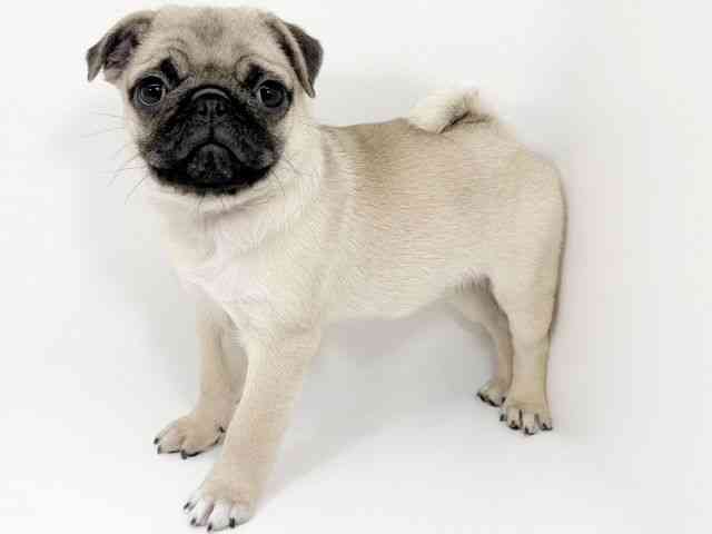 京都府のパグ (ひごペットフレンドリーイズミヤショッピングセンター八幡店/2025年7月23日生まれ/女の子/フォーン)の子犬の2枚目の画像