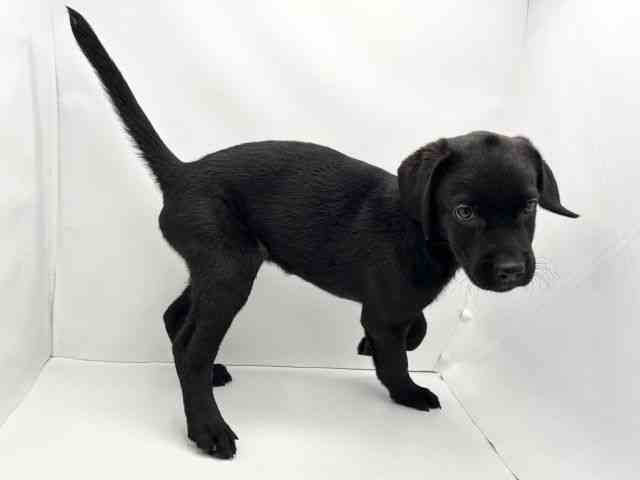 兵庫県のラブラドールレトリーバー (ひごペットフレンドリークラウンパーク伊丹店/2025年7月27日生まれ/男の子/ブラック)の子犬の2枚目の画像