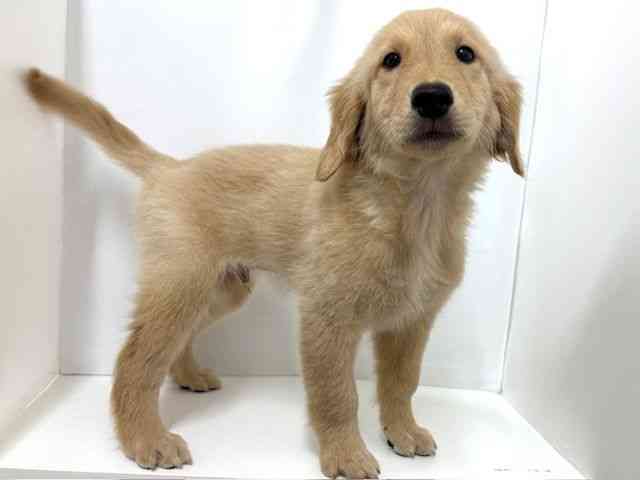 大阪府のゴールデンレトリバー (ひごペットフレンドリーベルファⅡ都島店/2025年7月25日生まれ/男の子/ゴールデン)の子犬の2枚目の画像