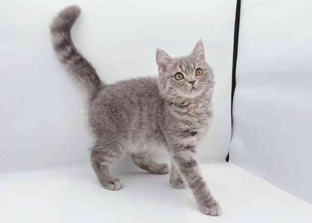 島根県のブリティッシュショートヘアー (ひごペットフレンドリーイオン松江ショッピングセンター店/2025年7月24日生まれ/男の子/ブルータビー)の子猫の2枚目の画像