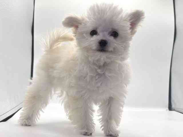 愛知県のチワプー/プーチー(チワワ×プードル) (ひごペットフレンドリープライムツリー赤池店/2025年7月26日生まれ/男の子/クリーム)の子犬の2枚目の画像