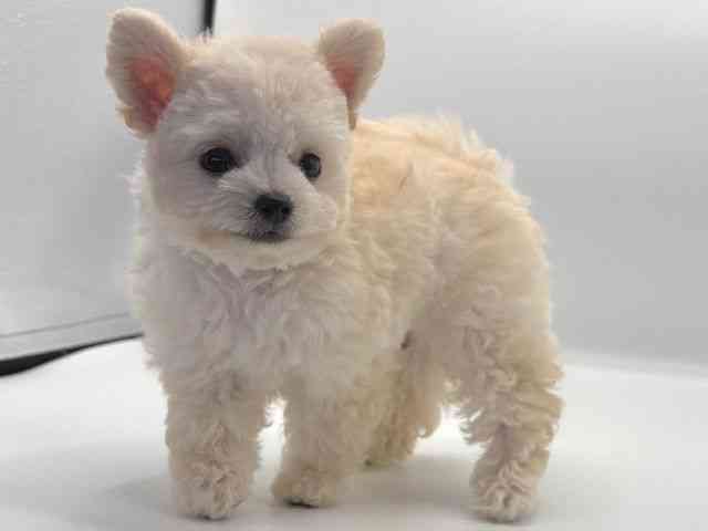 愛知県のチワプー/プーチー(チワワ×プードル) (ひごペットフレンドリープライムツリー赤池店/2025年7月26日生まれ/男の子/クリーム)の子犬の2枚目の画像