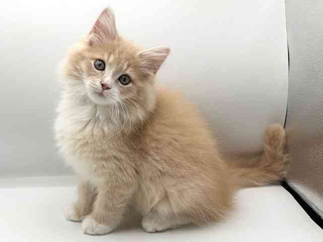 京都府のサイベリアン (ひごペットフレンドリーイオンモール高の原店/2025年7月27日生まれ/男の子/クリームタビーホワイト)の子猫の2枚目の画像