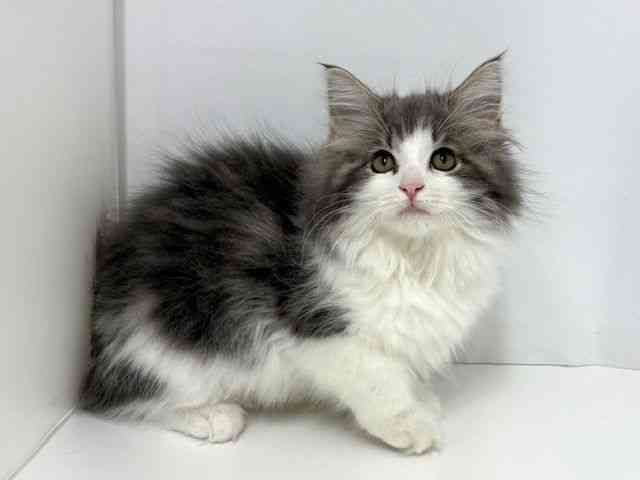 大阪府のサイベリアン (ひごペットフレンドリーベルファⅡ都島店/2025年7月27日生まれ/女の子/ブルータビーホワイト)の子猫の2枚目の画像