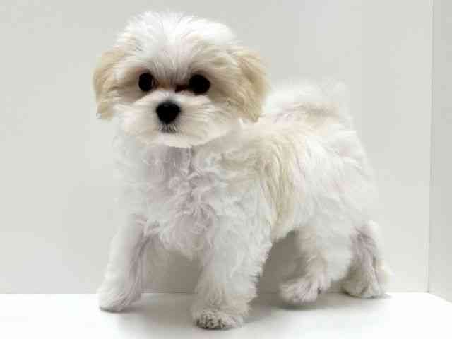 愛知県のハーフ犬・ミックス犬 (ひごペットフレンドリーららぽーと名古屋みなとアクルス店/2025年7月27日生まれ/男の子/クリームホワイト)の子犬の2枚目の画像