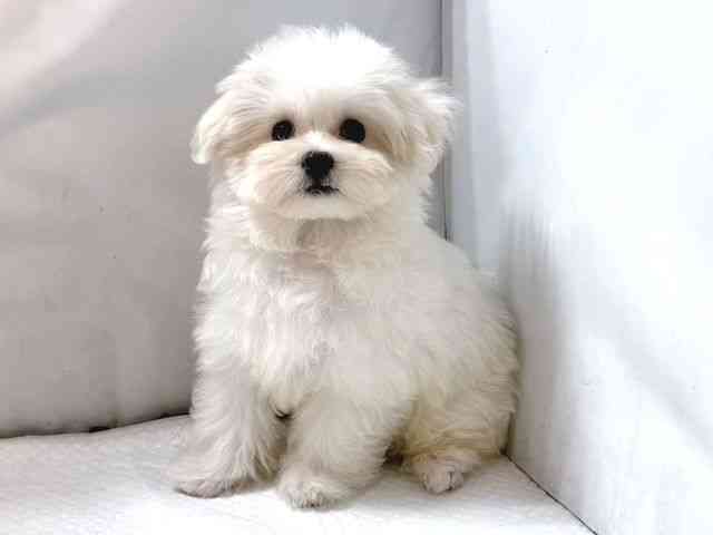 大阪府のマルチーズ (ひごペットフレンドリー堺プラットプラット店/2025年7月27日生まれ/男の子/ホワイト)の子犬の2枚目の画像