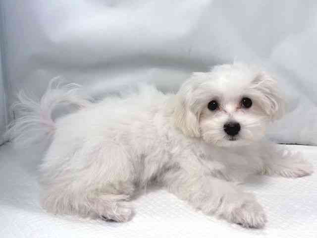 大阪府のマルチーズ (ひごペットフレンドリー堺プラットプラット店/2025年7月27日生まれ/男の子/ホワイト)の子犬の2枚目の画像