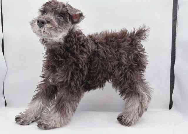 島根県のミニチュアシュナウザー (ひごペットフレンドリーイオン松江ショッピングセンター店/2025年7月20日生まれ/男の子/ソルトペッパー)の子犬の2枚目の画像