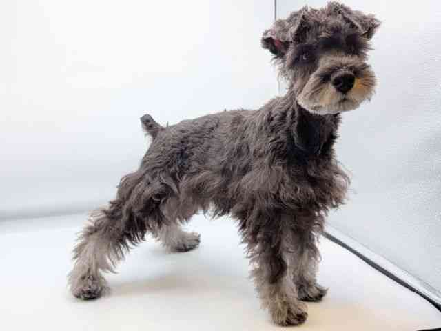 香川県のミニチュアシュナウザー (ひごペットフレンドリーゆめタウン高松店/2025年7月20日生まれ/男の子/ソルトペッパー)の子犬の2枚目の画像