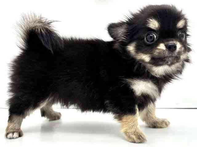 兵庫県のチワワ(ロング) (ひごペットフレンドリークラウンパーク伊丹店/2025年7月27日生まれ/女の子/ブラックタンホワイト)の子犬の2枚目の画像