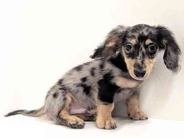 福岡県のミニチュアダックスフンド(ロング) (ひごペットフレンドリーリバーウォーク北九州店/2025年7月25日生まれ/男の子/シルバーダップル)の子犬の2枚目の画像