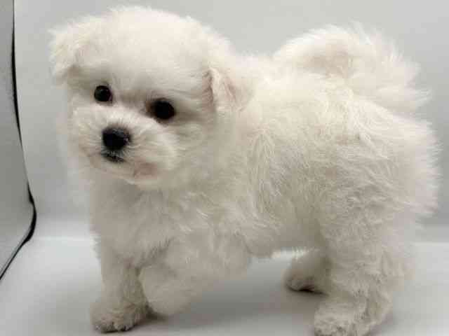 香川県のビションフリーゼ (ひごペットフレンドリーゆめタウン高松店/2025年7月27日生まれ/女の子/ホワイト)の子犬の2枚目の画像