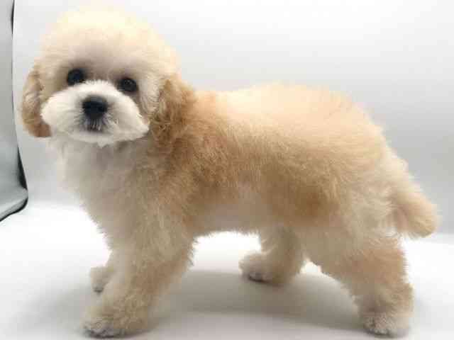 京都府のトイプードル(トイ) (ひごペットフレンドリーイオンモール高の原店/2025年7月27日生まれ/女の子/アプリコット)の子犬の2枚目の画像