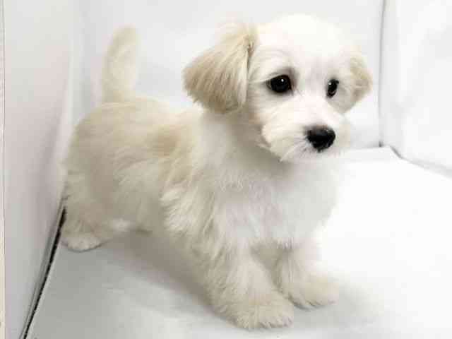 愛媛県のマルプー(マルチーズ×プードル) (ひごペットフレンドリーイオンモール今治新都市店/2025年7月25日生まれ/男の子/ホワイト)の子犬の2枚目の画像