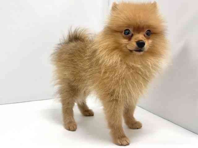 奈良県のポメラニアン (ひごペットフレンドリー奈良パワーシティ店/2025年7月23日生まれ/男の子/オレンジ)の子犬の2枚目の画像