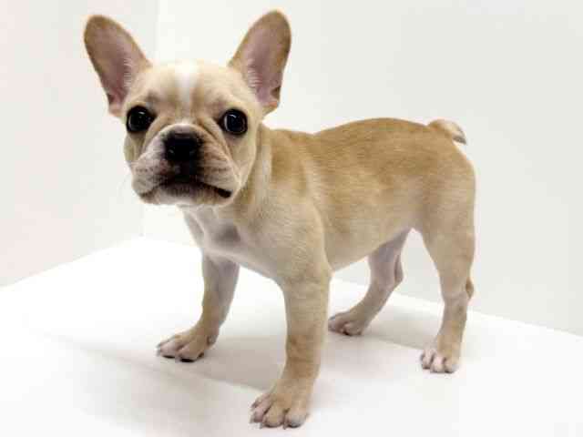 大阪府のフレンチブルドッグ (ひごペットフレンドリーくずはモール店/2025年7月24日生まれ/女の子/クリーム)の子犬の2枚目の画像
