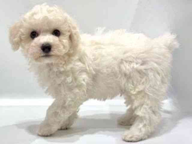 愛知県のビションフリーゼ (ひごペットフレンドリーヴィアモール アピタ江南西店/2025年7月27日生まれ/男の子/ホワイト)の子犬の2枚目の画像