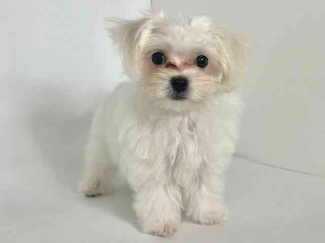 大阪府のマルチーズ (ひごペットフレンドリーアクロスプラザ住之江店/2025年7月25日生まれ/男の子/ホワイト)の子犬の2枚目の画像