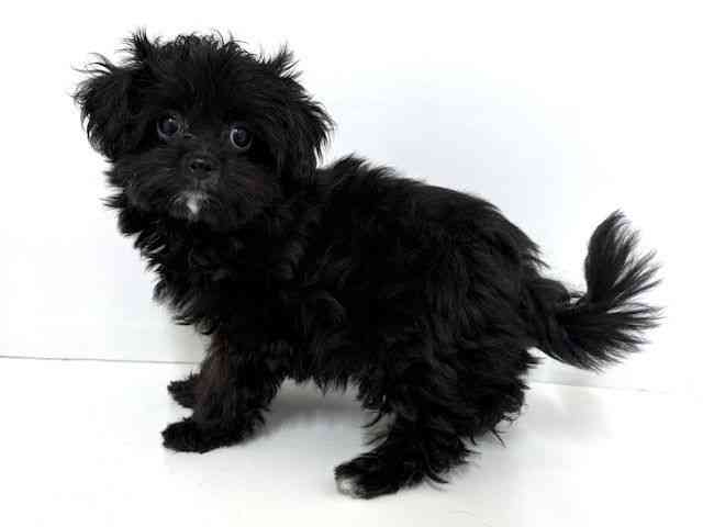 大阪府のハーフ犬・ミックス犬 (ひごペットフレンドリーベルファⅡ都島店/2025年7月26日生まれ/男の子/ブラック)の子犬の2枚目の画像