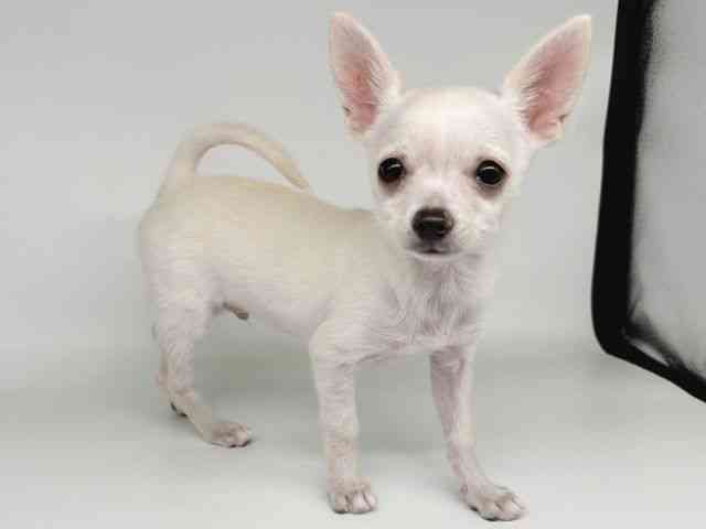 大阪府のポメチワ/チワポメ/ポメチー(ポメラニアン×チワワ) (ひごペットフレンドリー瓜破店/2025年7月25日生まれ/男の子/クリーム)の子犬の2枚目の画像