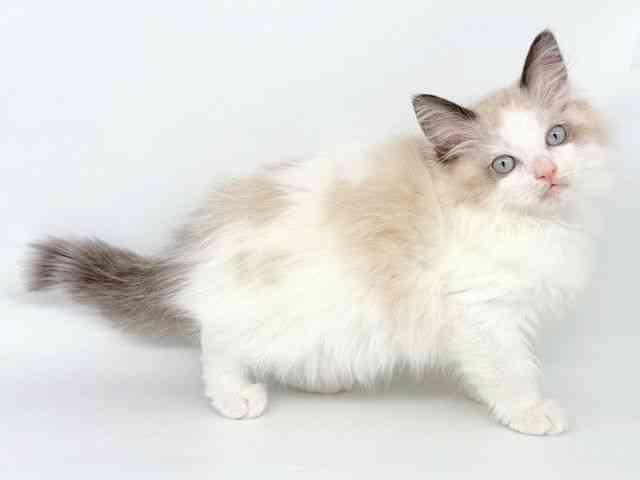 大阪府のラグドール (ひごペットフレンドリー瓜破店/2025年7月26日生まれ/男の子/シールポイントバイカラー)の子猫の2枚目の画像