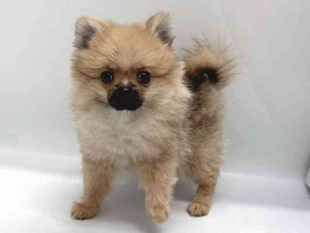 京都府のポメラニアン (ひごペットフレンドリー京都店/2025年7月19日生まれ/男の子/オレンジ)の子犬の2枚目の画像