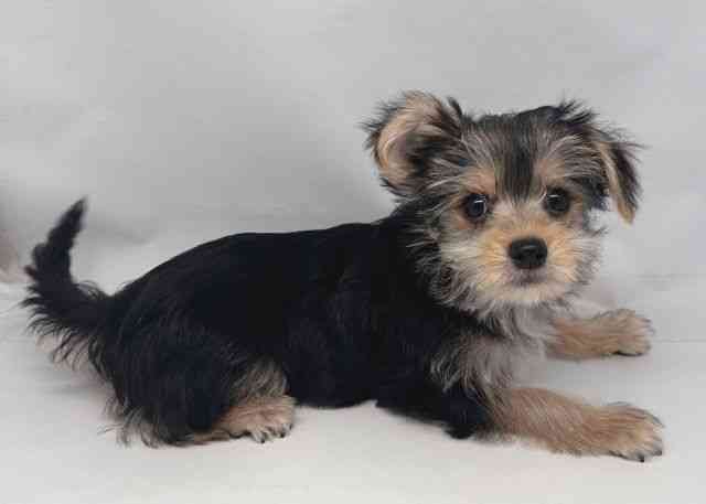 鳥取県のマルキー/マルヨーキー(マルチーズ×ヨークシャーテリア) (ひごペットフレンドリーイオンモール鳥取北店/2025年7月26日生まれ/女の子/スチールブルータン)の子犬の2枚目の画像