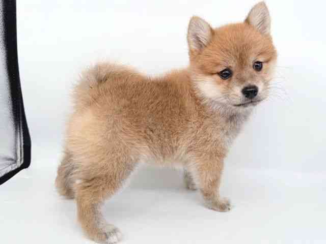 大阪府のポメ柴/豆ポメ/ポメ豆柴(ポメラニアン×柴犬) (ひごペットフレンドリー瓜破店/2025年7月26日生まれ/男の子/赤)の子犬の2枚目の画像