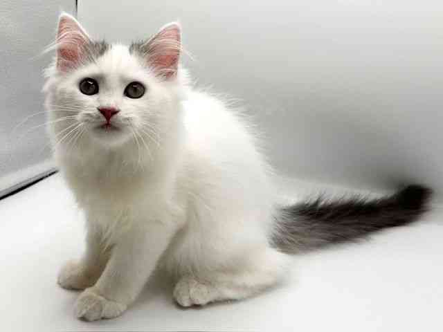 京都府のラガマフィン (ひごペットフレンドリーイオンモール高の原店/2025年7月25日生まれ/男の子/ブラウンタビーホワイト)の子猫の2枚目の画像